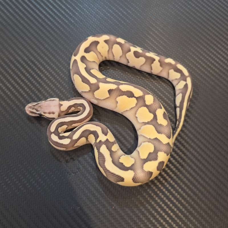 Pastel lesser desert ghost het clown