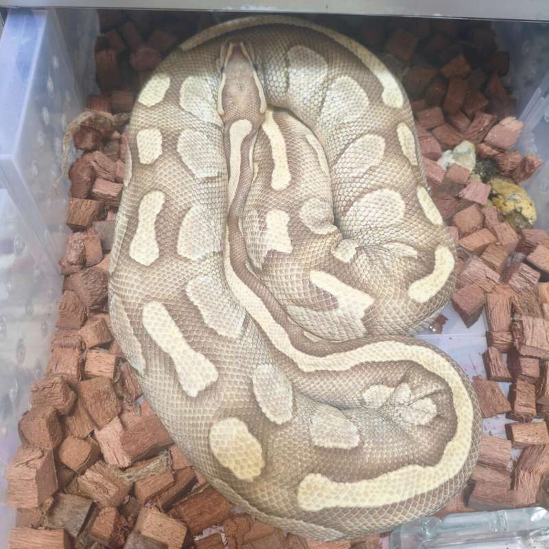 Lesser Fire Female Proven