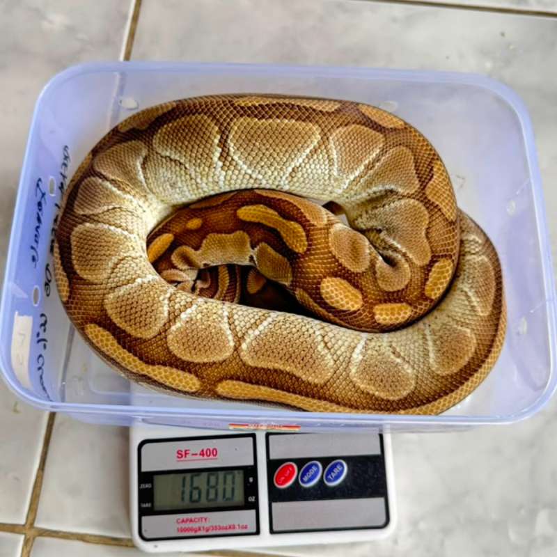 Lesser Yellow Belly