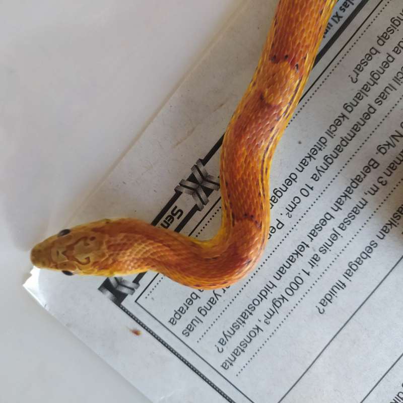 Cornsnake Sunkissed