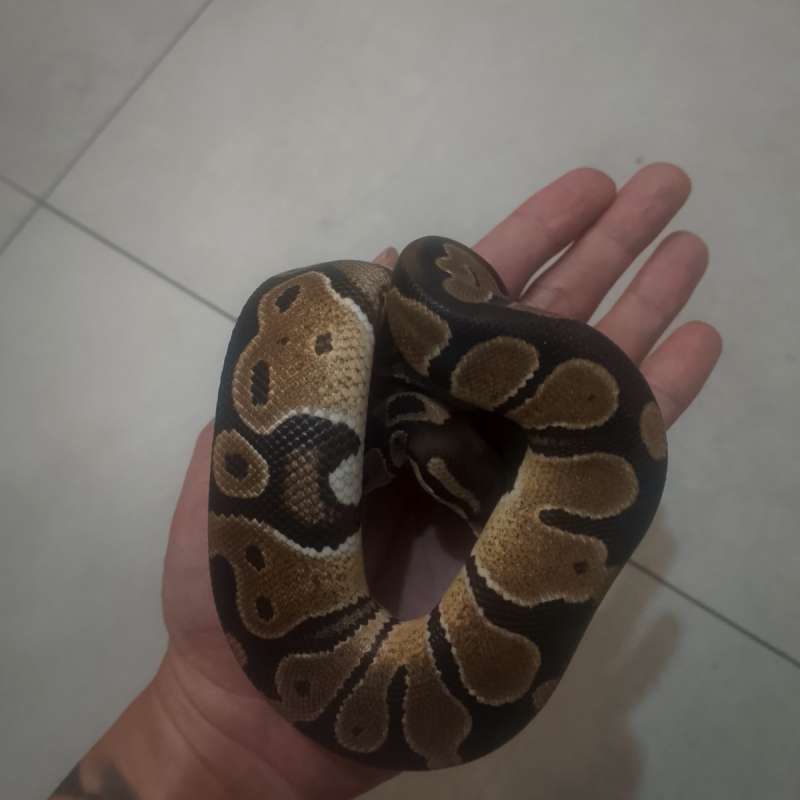 Normal het pied betina