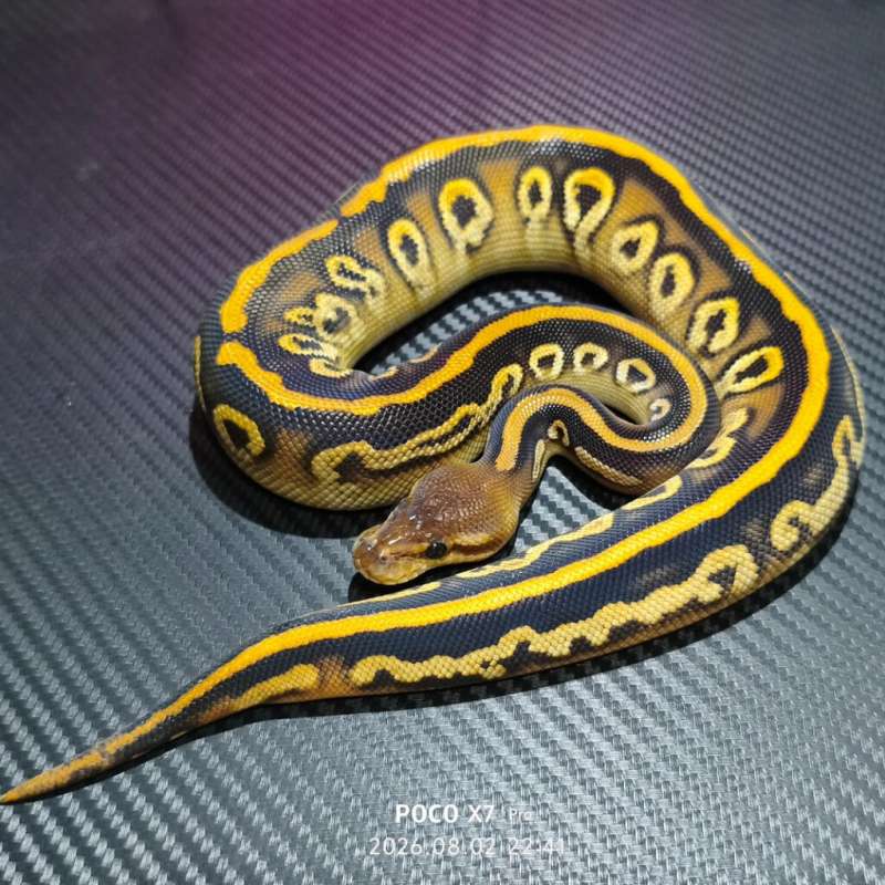 Blackpastel cypress het hypo