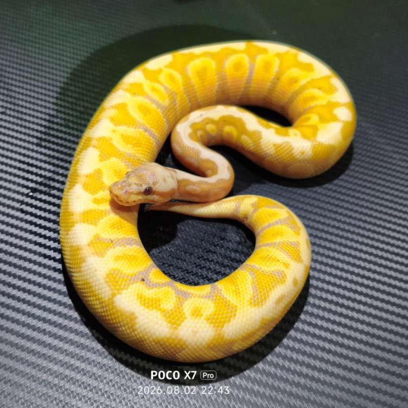 Banana spotnose pastel het clown