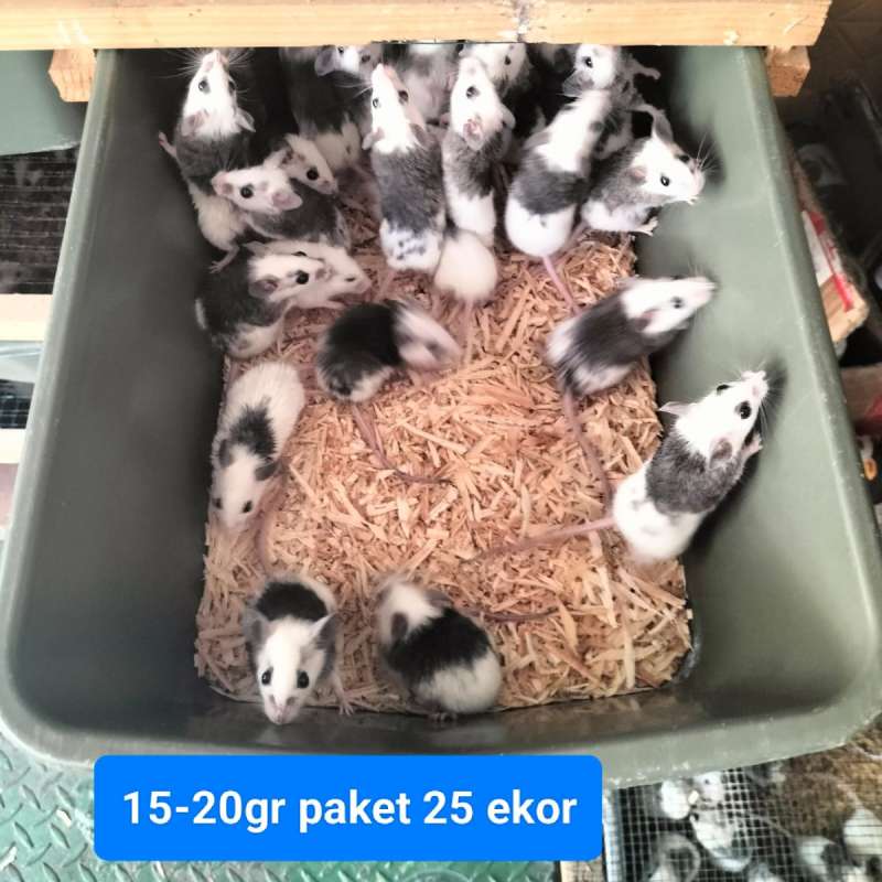 ASF PAKAN REPTIL 15G-20G MIX