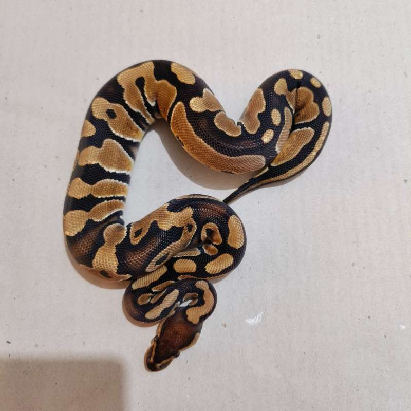Female Normal het Crypton