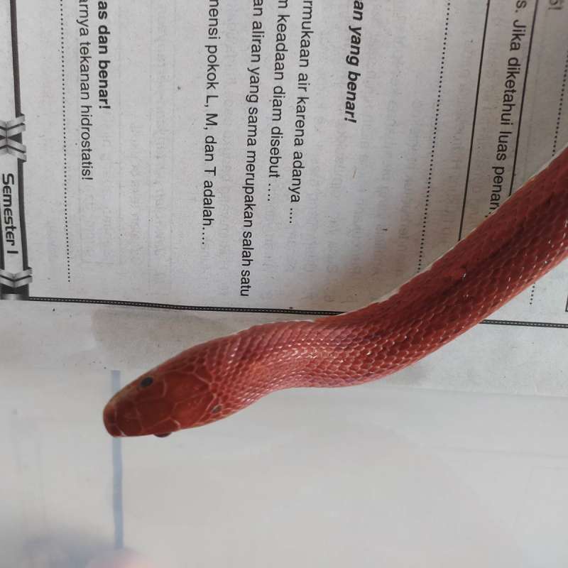 Cornsnake Pied Sided Bloodred Tessera