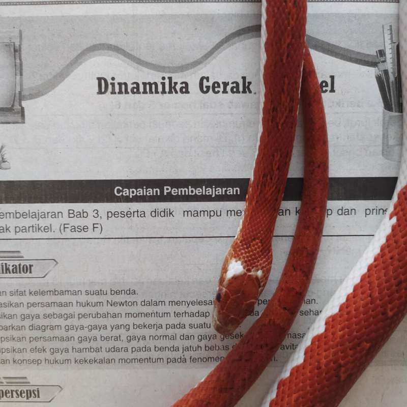 Cornsnake Pied Sided Bloodred Tessera