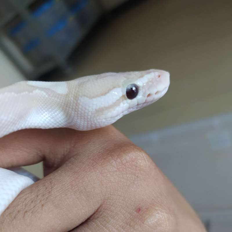 Ball Python Banana Bamboo Pastel Poss Gravel PH Clown Hypo