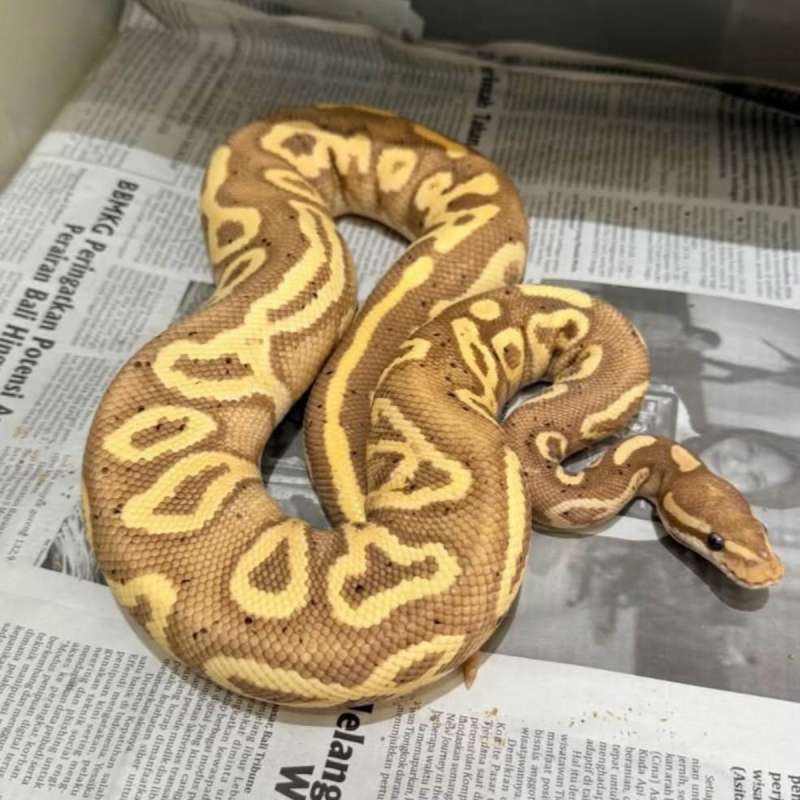 M Banana Leopard Phantom YellowBelly