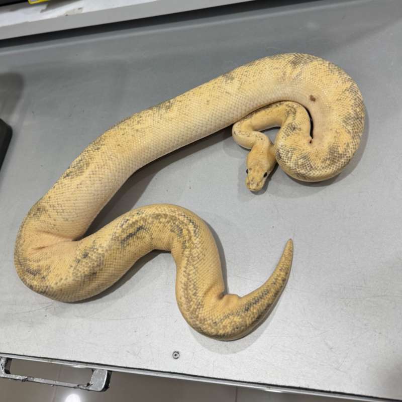 Female Enchi Pastel Poss OD Champagne PROVEN