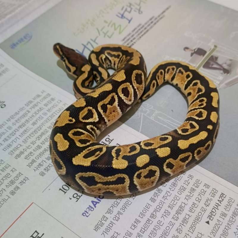♀️ HURRICANE HET CLOWN