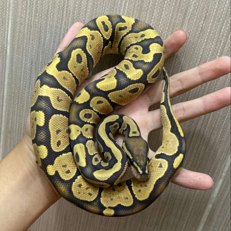 Orange Ghost (Hypo) Male