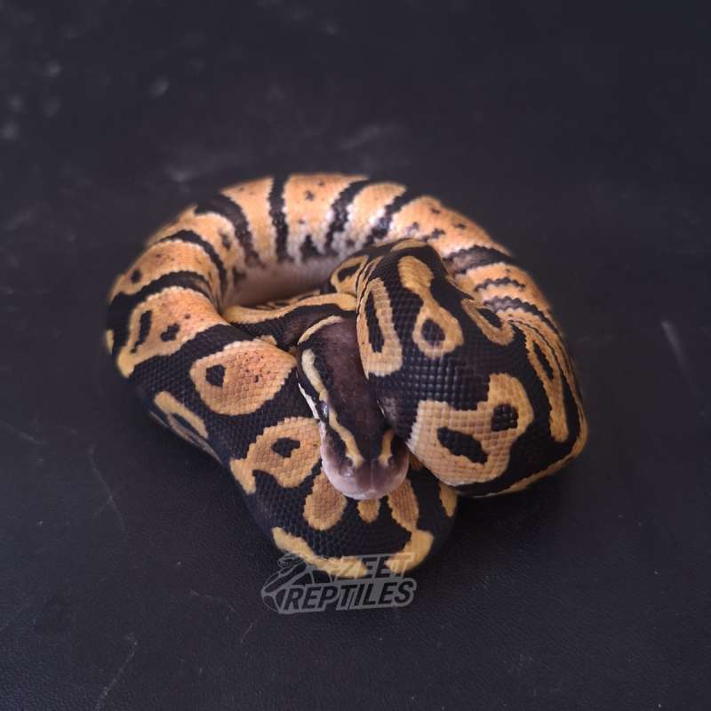 Pastel het Dessert ghost