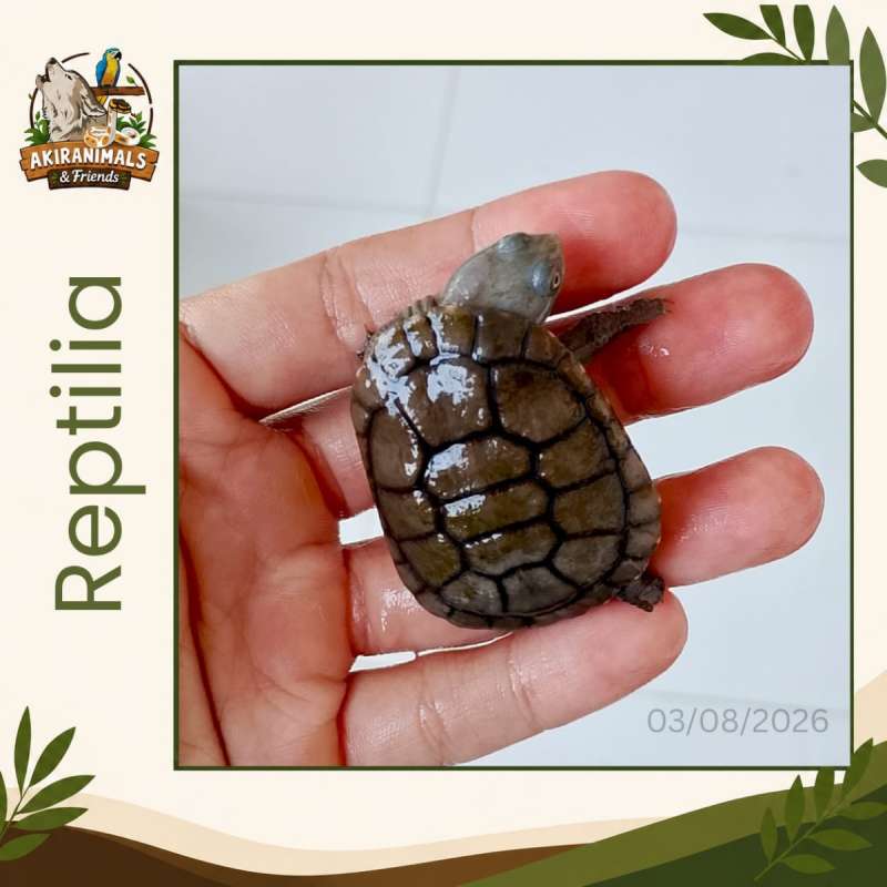 Reimanni Melanistic?