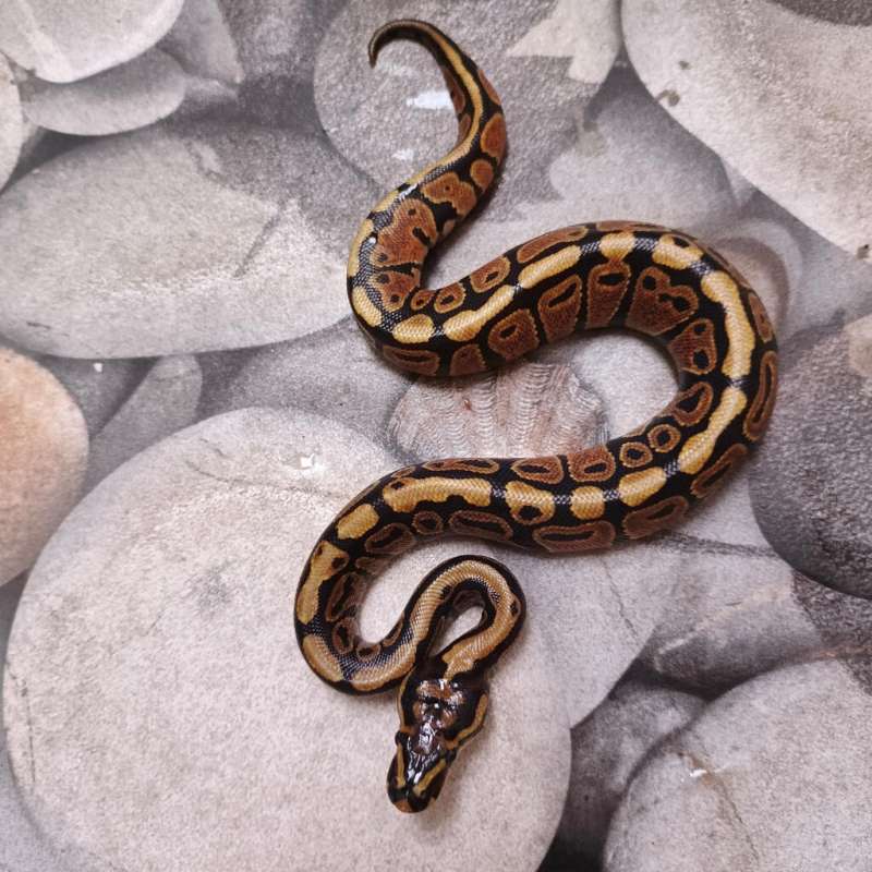 (F) Spotnose Het Hypo 66% Het DG 50% Het Clown