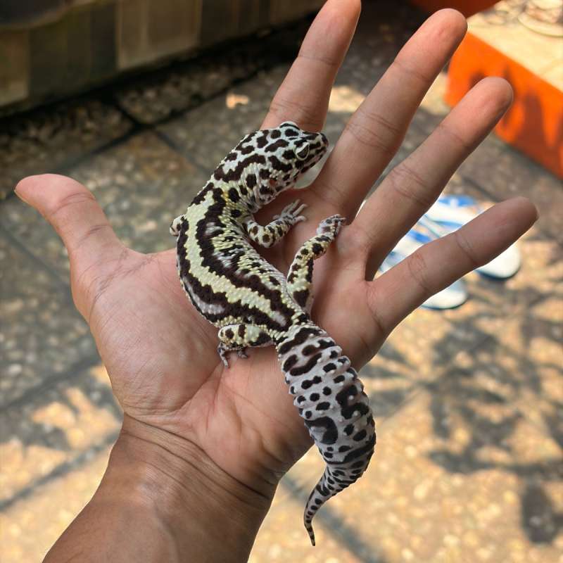 ADULT LEOPARD GECKO - Mack Snow Bold Stripe Ph Tremper