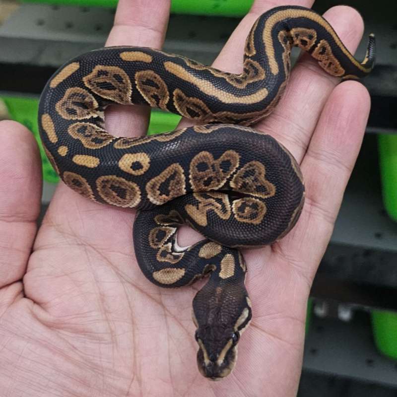 BLACK PASTEL HET ALBINO (see note)