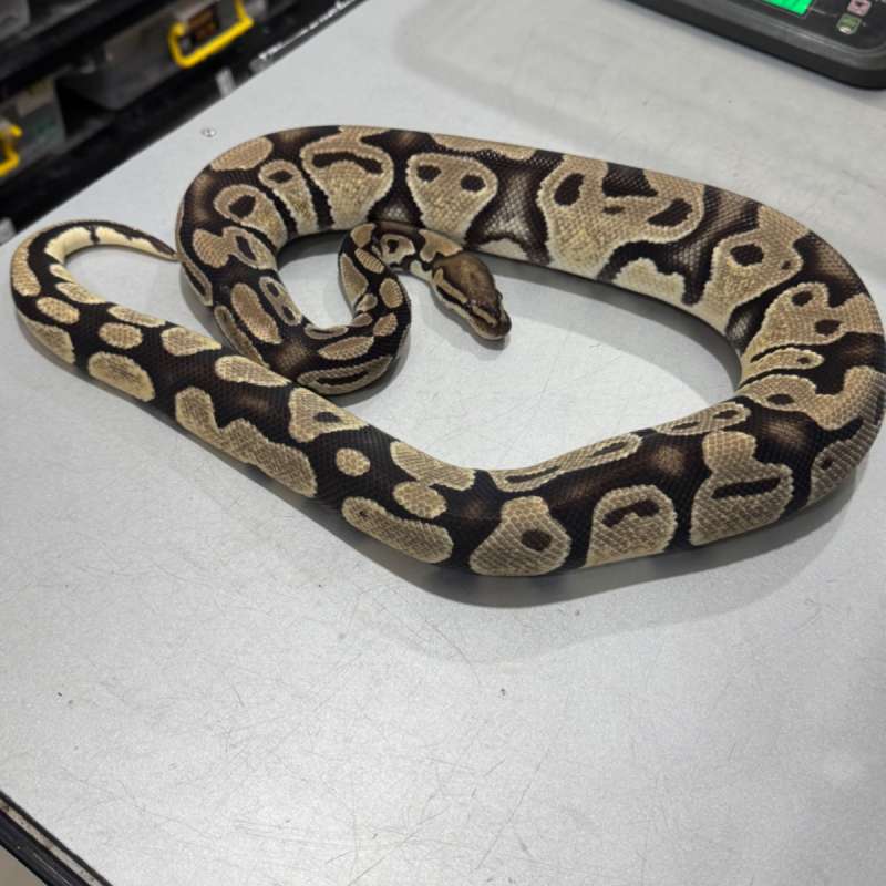 Female Orange Dream 100% Het Clown Proven