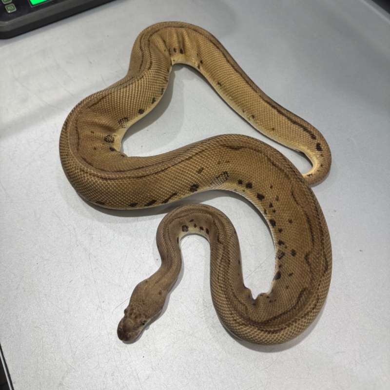 Female Leopard Pastel clown Proven