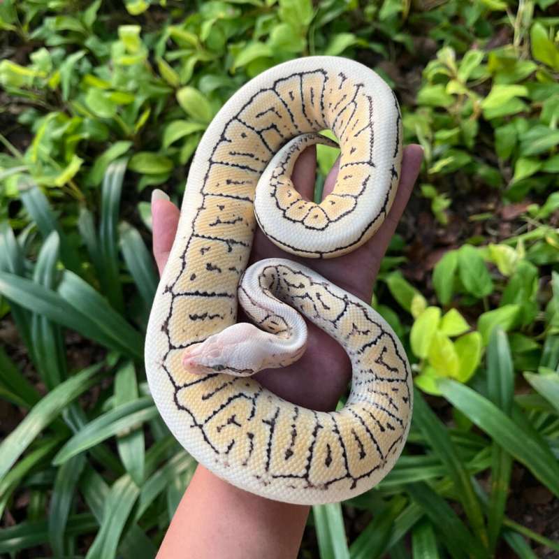 Pastel Pinstripe Spotnose Desert Ghost