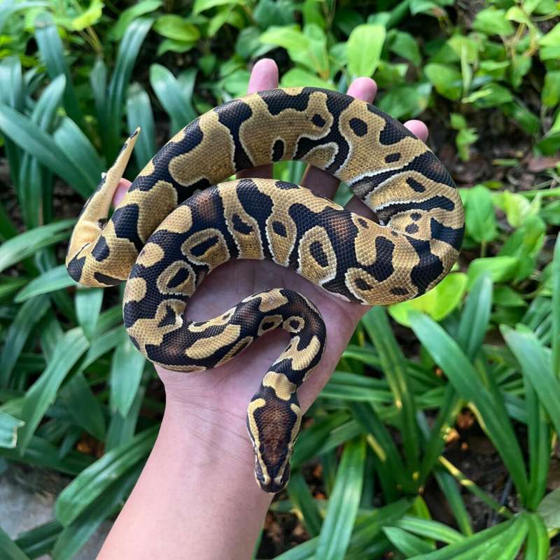 Enchi DH Lavender Clown