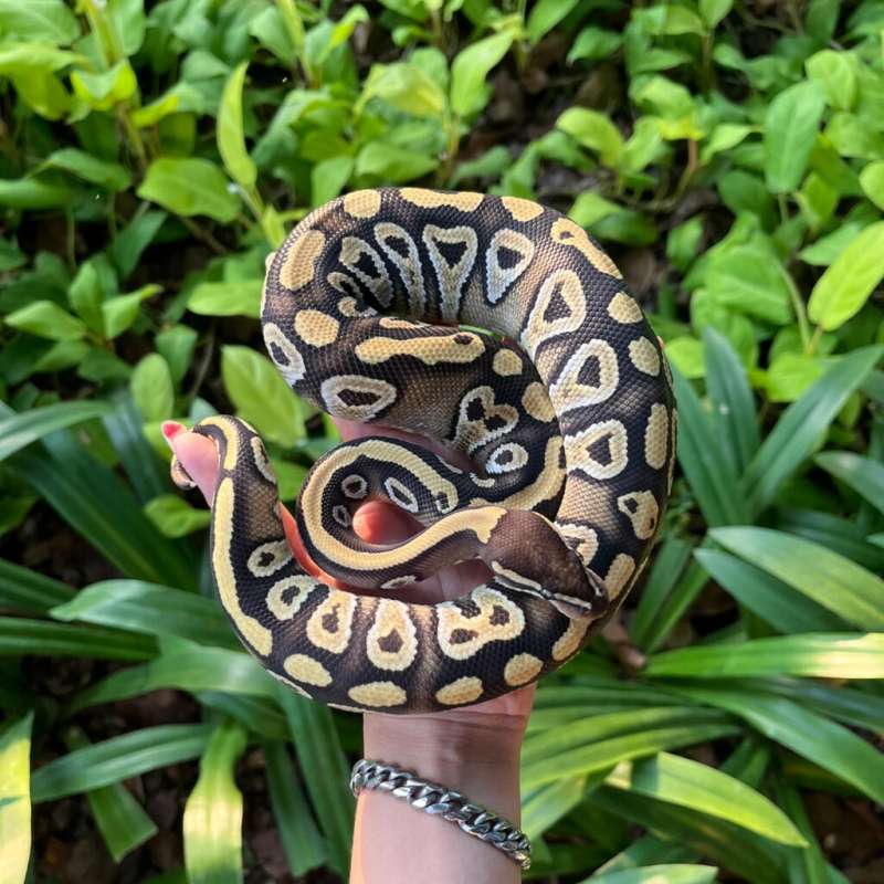 Phantom Het Tri-Stripe