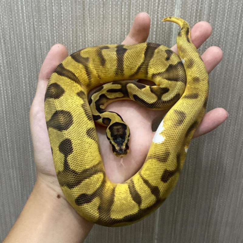 Enchi Pied Female