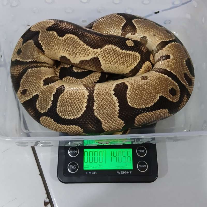 1.0 ORANGE DREAM HET PIED PROVEN