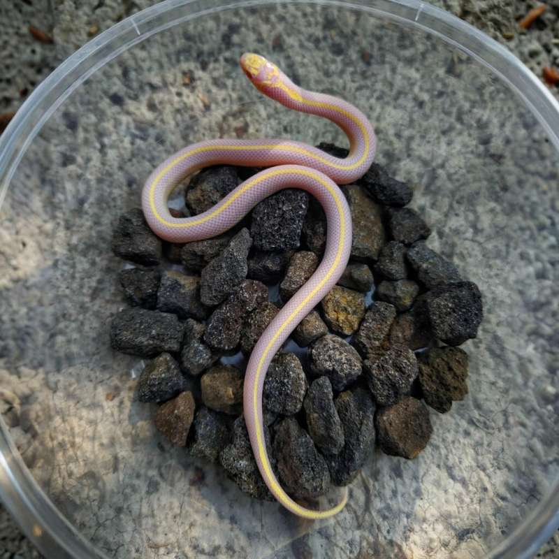 Kingsnake Albino Stripe