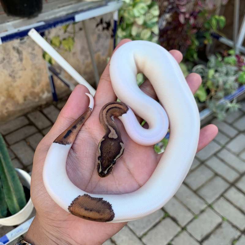Pastel pied hi white