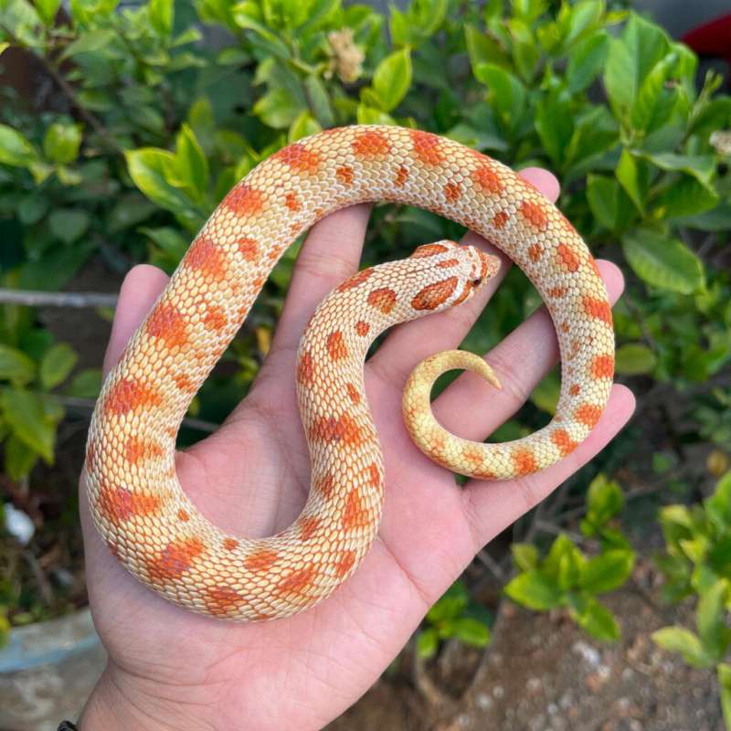 Hognose toffe conda albino
