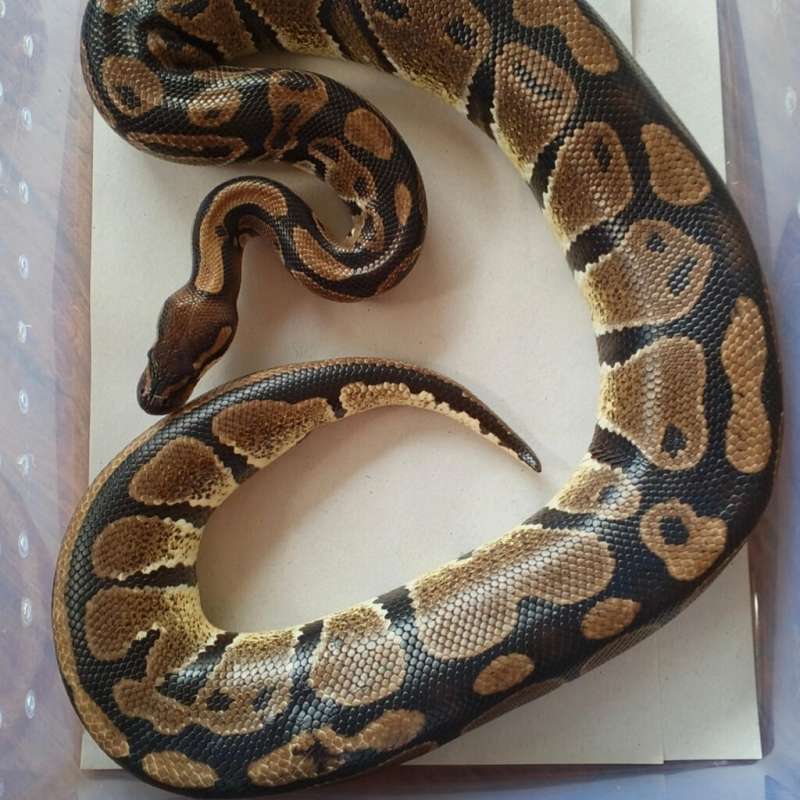 Ballpython Normal