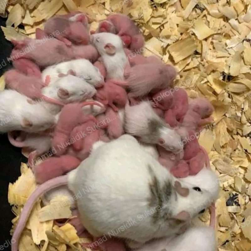 Tikus asf