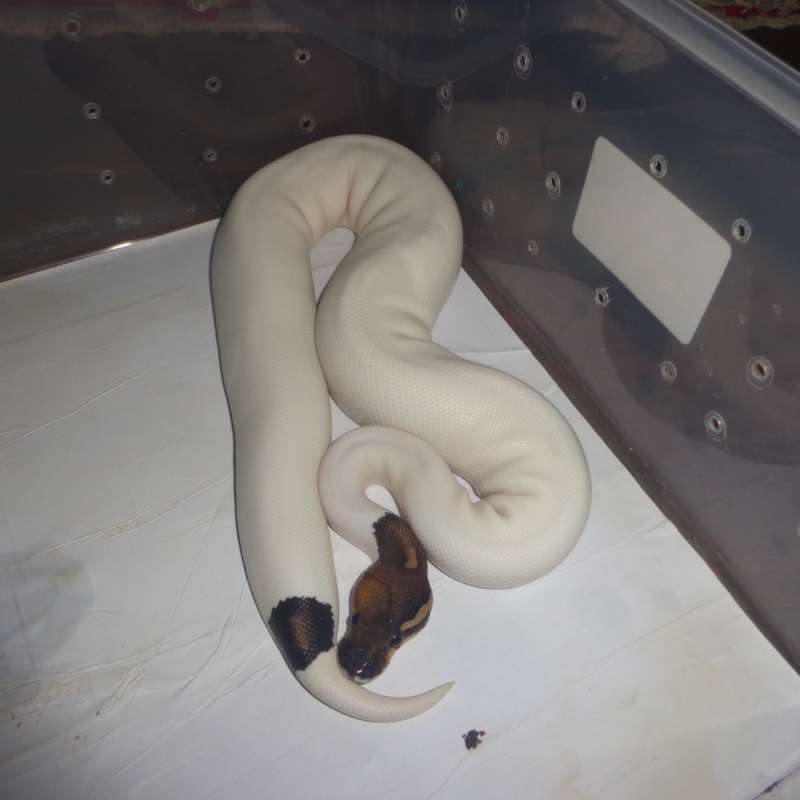 black pastel pied het hypo (two face)