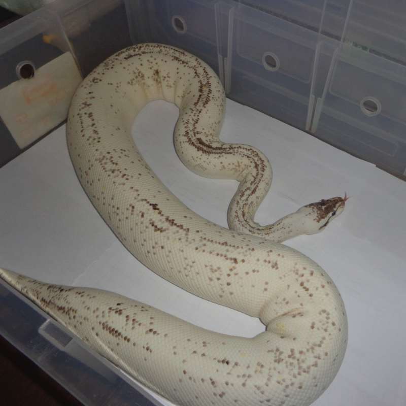 supas cinny yb specter.