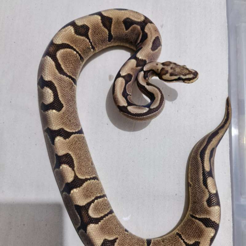 Female Woma Yellow Belly