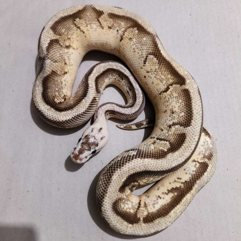 Male Pastel SuperStripe