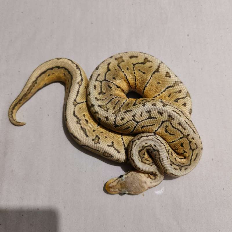 Male Pastel Pinstripe HYPO
