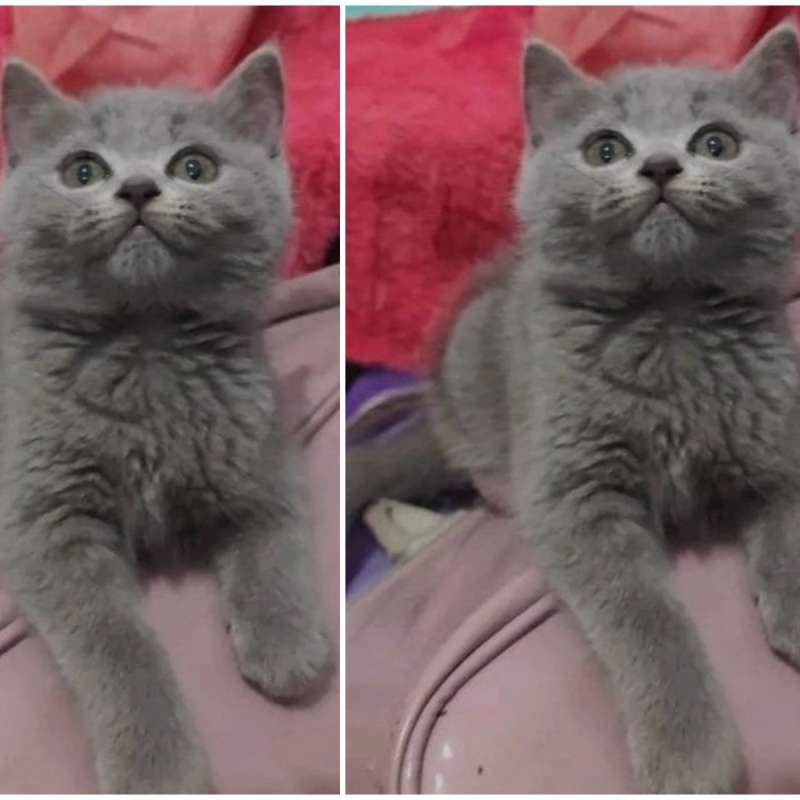 Kuching kitten British j bluesolid Female