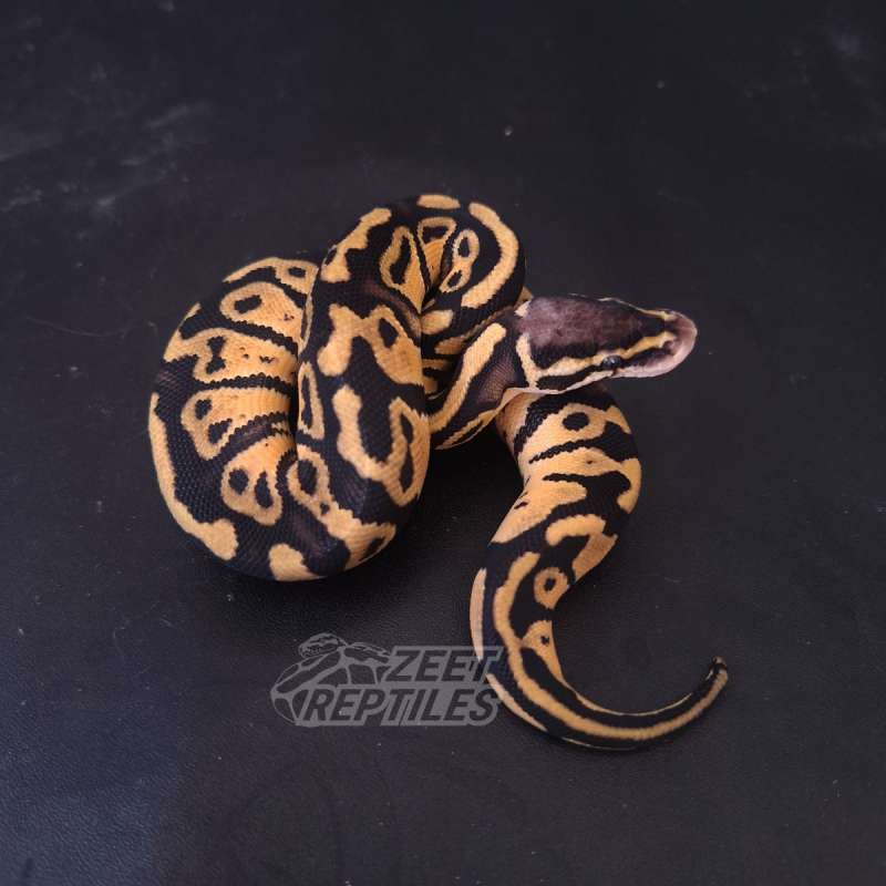 Pastel het Desert Ghost