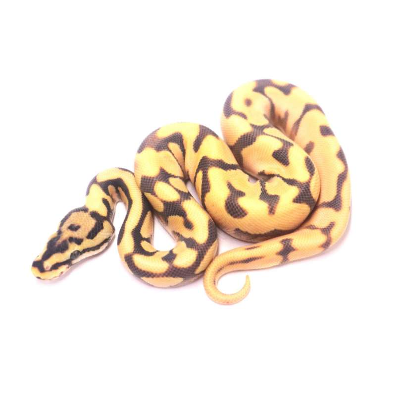 Spotnose orange dream yellow belly desert ghost het clown