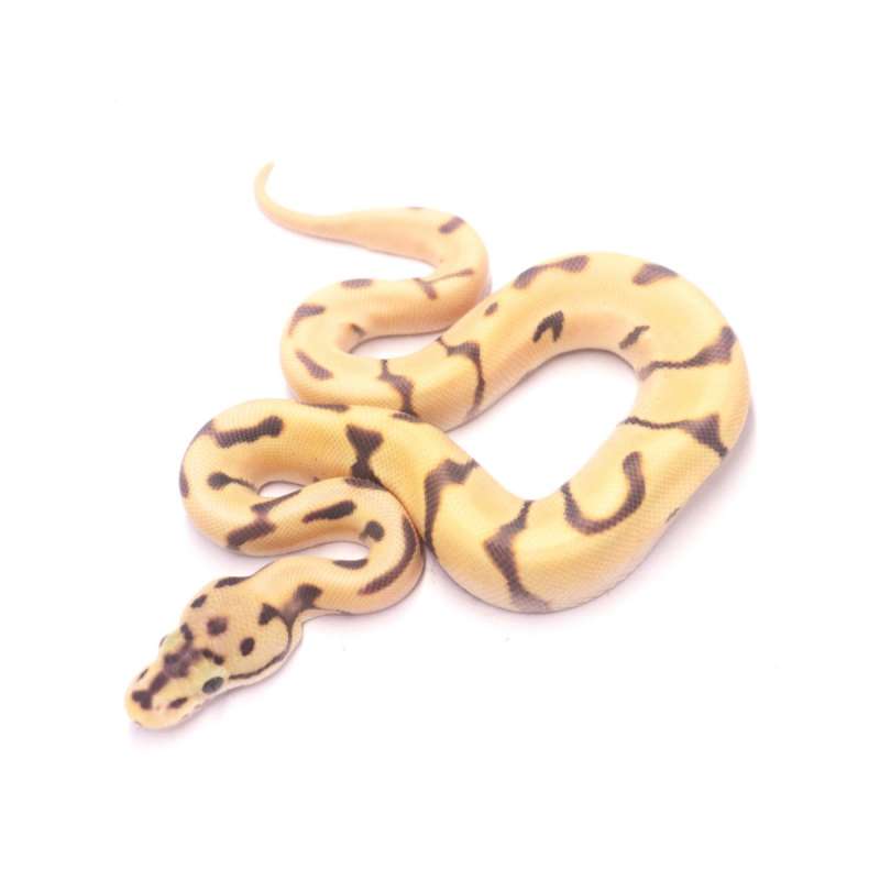 Spotnose enchi orange dream desert ghost het clown