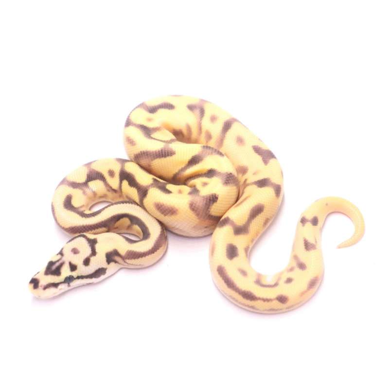 Spotnose enchi pastel fire yellow belly desert ghost het clown