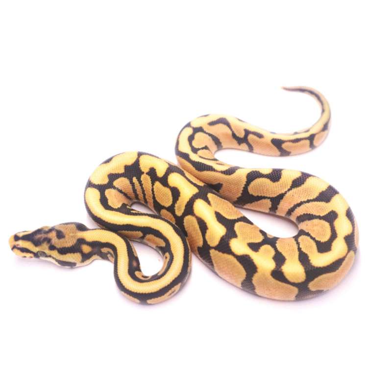 Spotnose orange dream redstripe desert ghost het clown