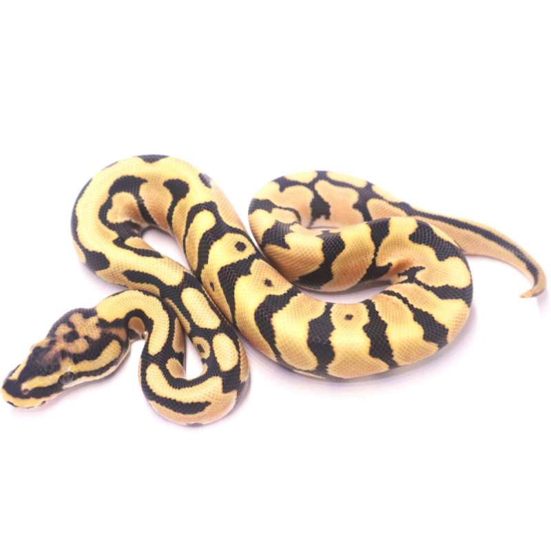 Spotnose orange dream desert ghost het clown