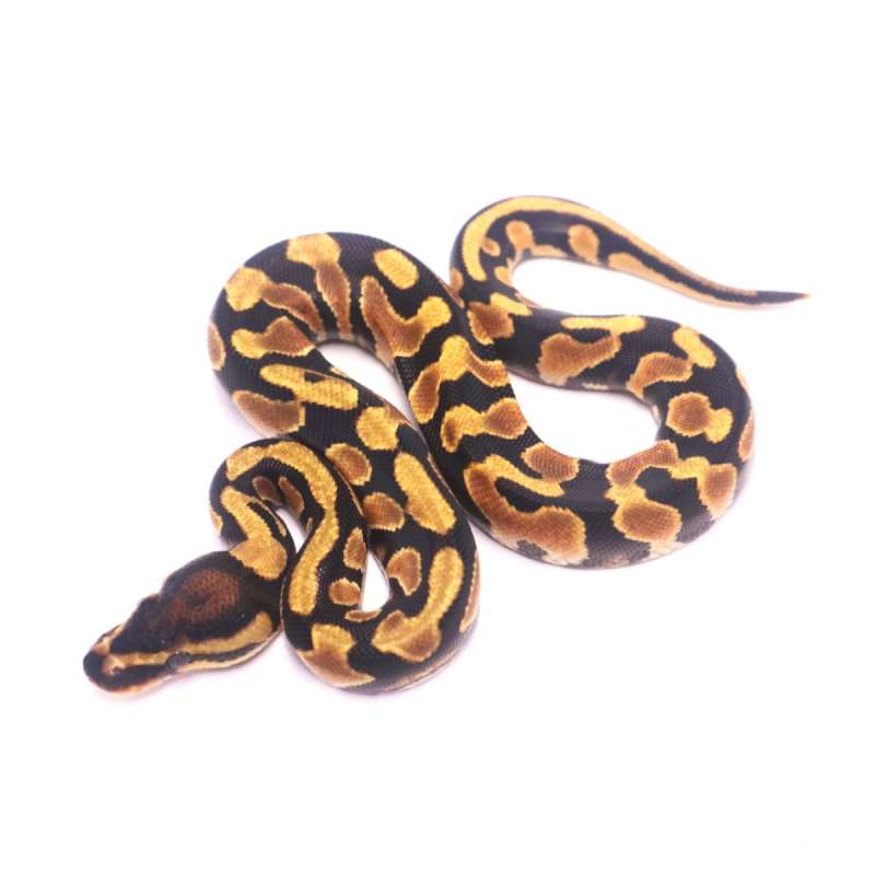 Spotnose orange dream yellow belly het desert ghost clown