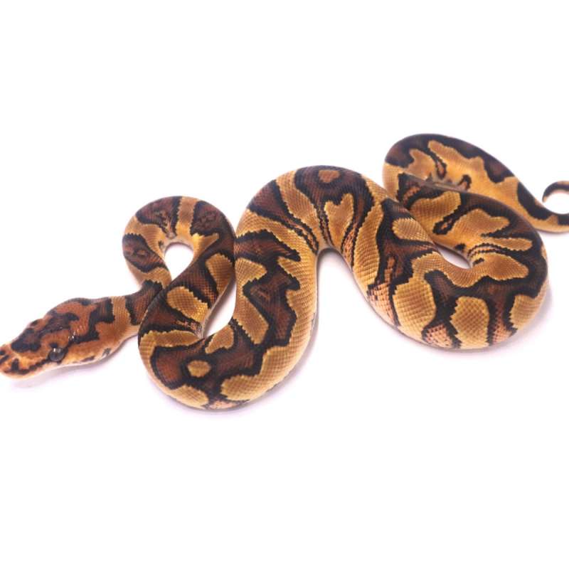 Jaguar orange dream yellow belly clown het desert ghost