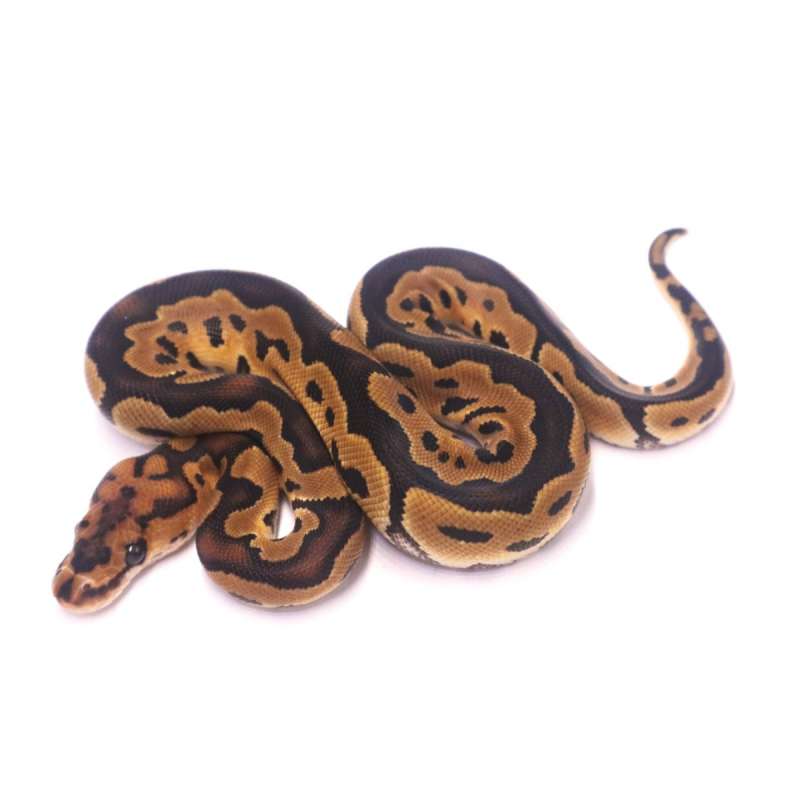 Clown het desert ghost
