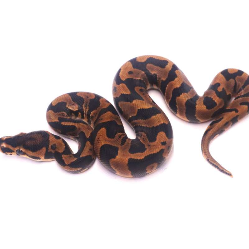 Jaguar orange dream confusion het desert ghost clown