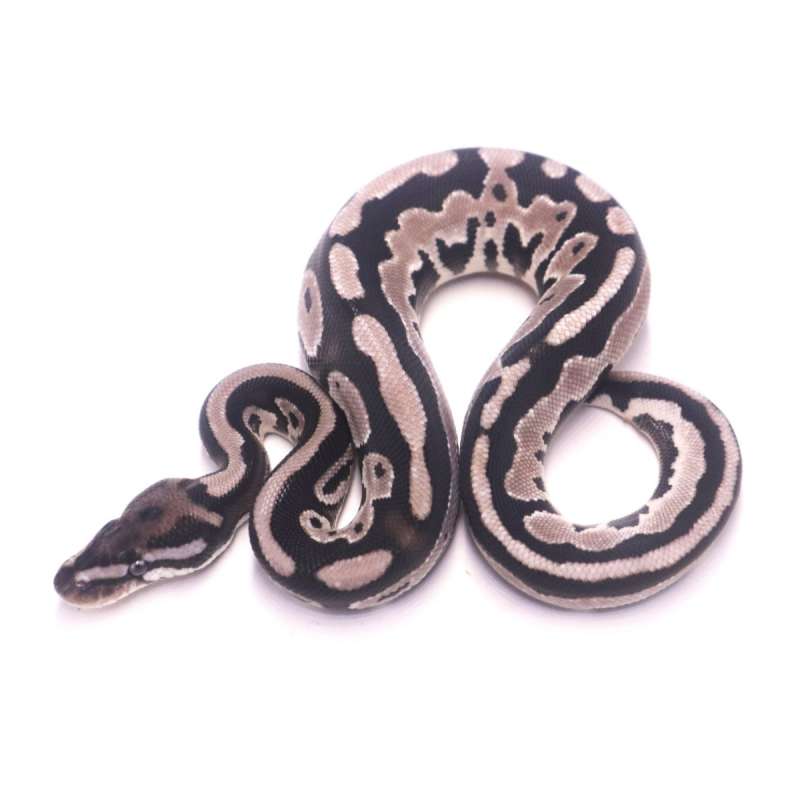Orange dream leopard axanthic het pied